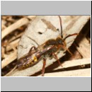 Nomada flava  - Wespenbiene m01b 7mm - Sandgrube Niedringhaussee det.jpg